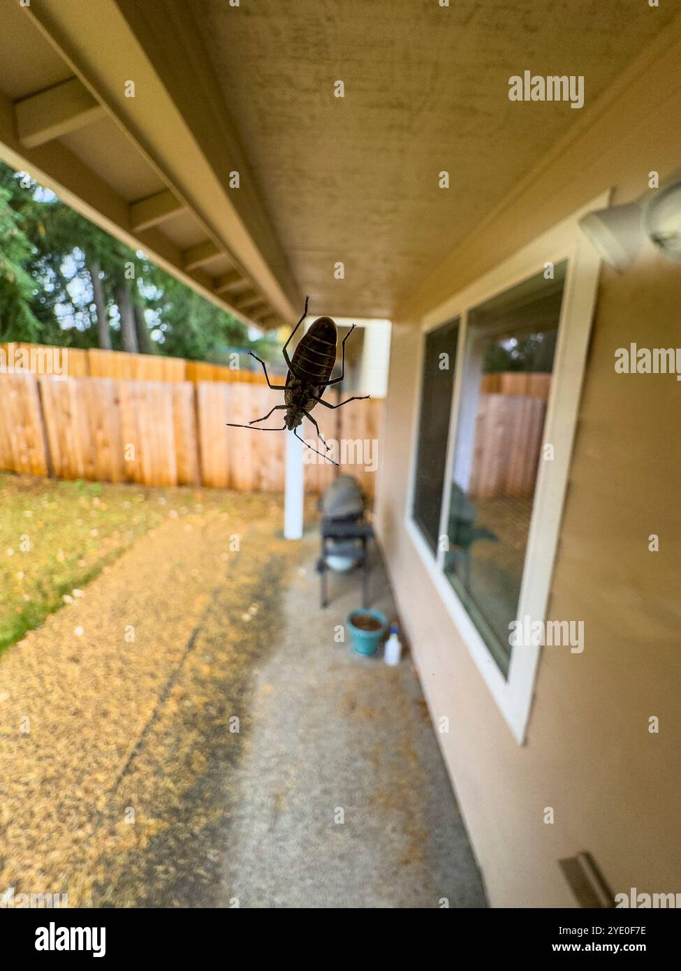 La parte inferiore di un boxelder Bug su una finestra nello stato di Washington occidentale, USA. Sembra che si presenti nei mesi autunnali e invernali. - Immagine stock catturata con smartphone