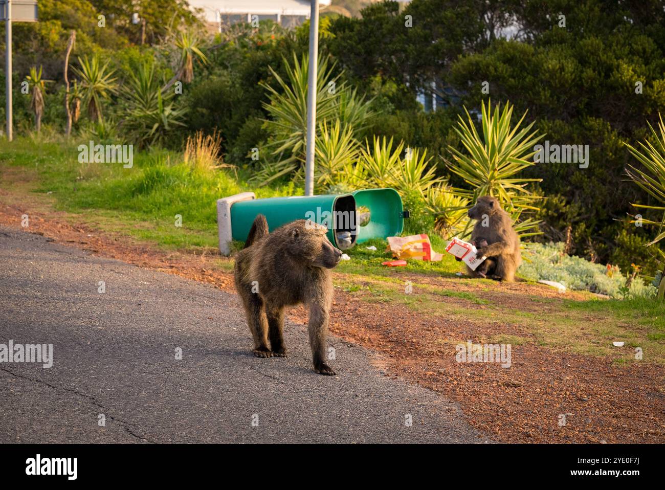 Baboon Life a città del Capo, Sud Africa Un babbuini selvaggi abituati che razziano un bin municipale della città di città del Capo a città del Capo, Sud Africa il 4,2024 agosto. A città del Capo, in Sud Africa, la coesistenza di esseri umani e babbuini Chacma nelle aree urbane, in particolare nei villaggi come Kommetjie, ha portato a crescenti tensioni e conflitti. Nonostante gli sforzi nell'ambito del piano di gestione strategica Baboon della città del Capo, che prevede il tracciamento, l'educazione dei residenti e la riduzione dei danni ai babbuini, le ostilità tra babbuini e umani, compresi gli attacchi agli animali domestici e i danni alle proprietà, continuano ad aumentare. La presenza di Foto Stock