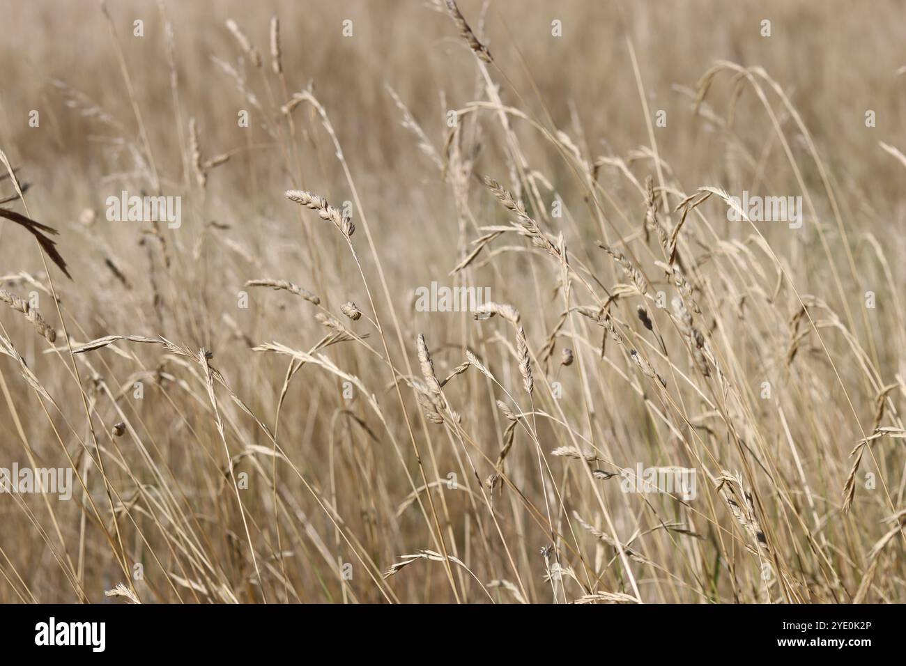 Erba secca in un prato di fiori selvatici della fine dell'estate Foto Stock