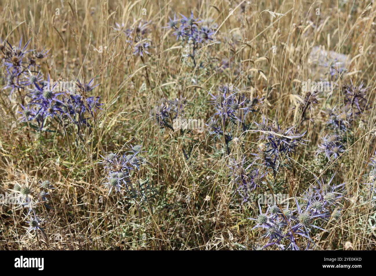 Cardo azzurro selvatico o eringeo, circondato da erbe brune in un prato di fiori selvatici della fine dell'estate Foto Stock