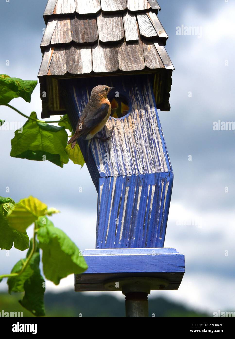 La divertente e tortuosa casa degli uccelli ospita una famiglia di Blue Birds. Due bambini chiedono il cibo della femmina Blue Bird appollaiata alla porta. Foto Stock