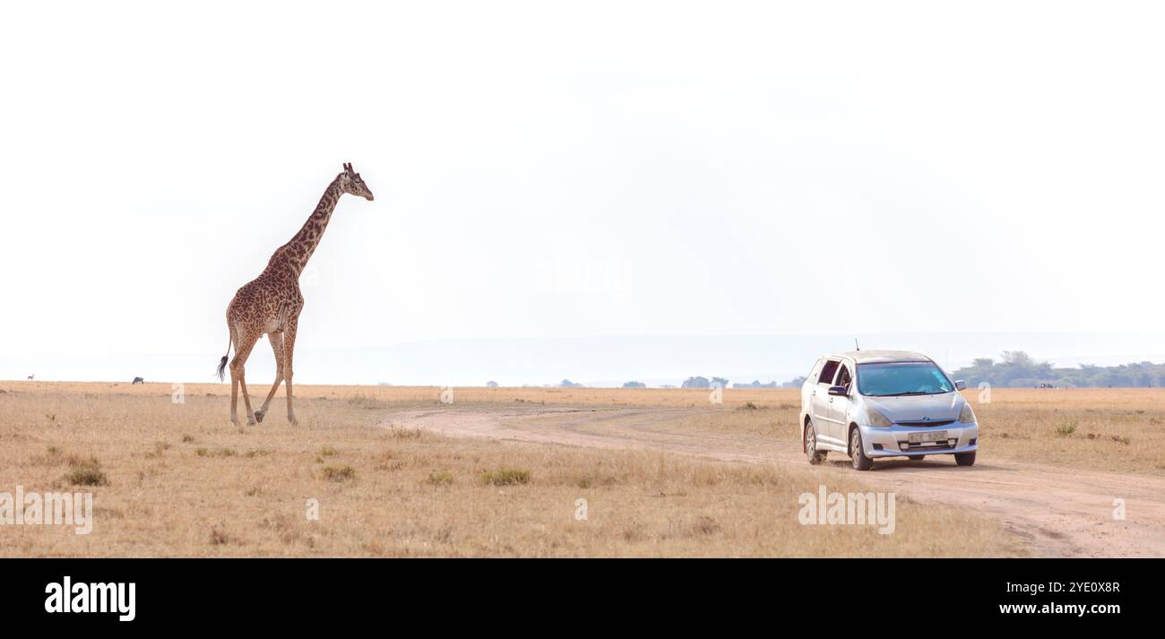 Una giraffa si avvicina a un'auto nella riserva di Masai Mara, Kenya, Africa orientale Foto Stock