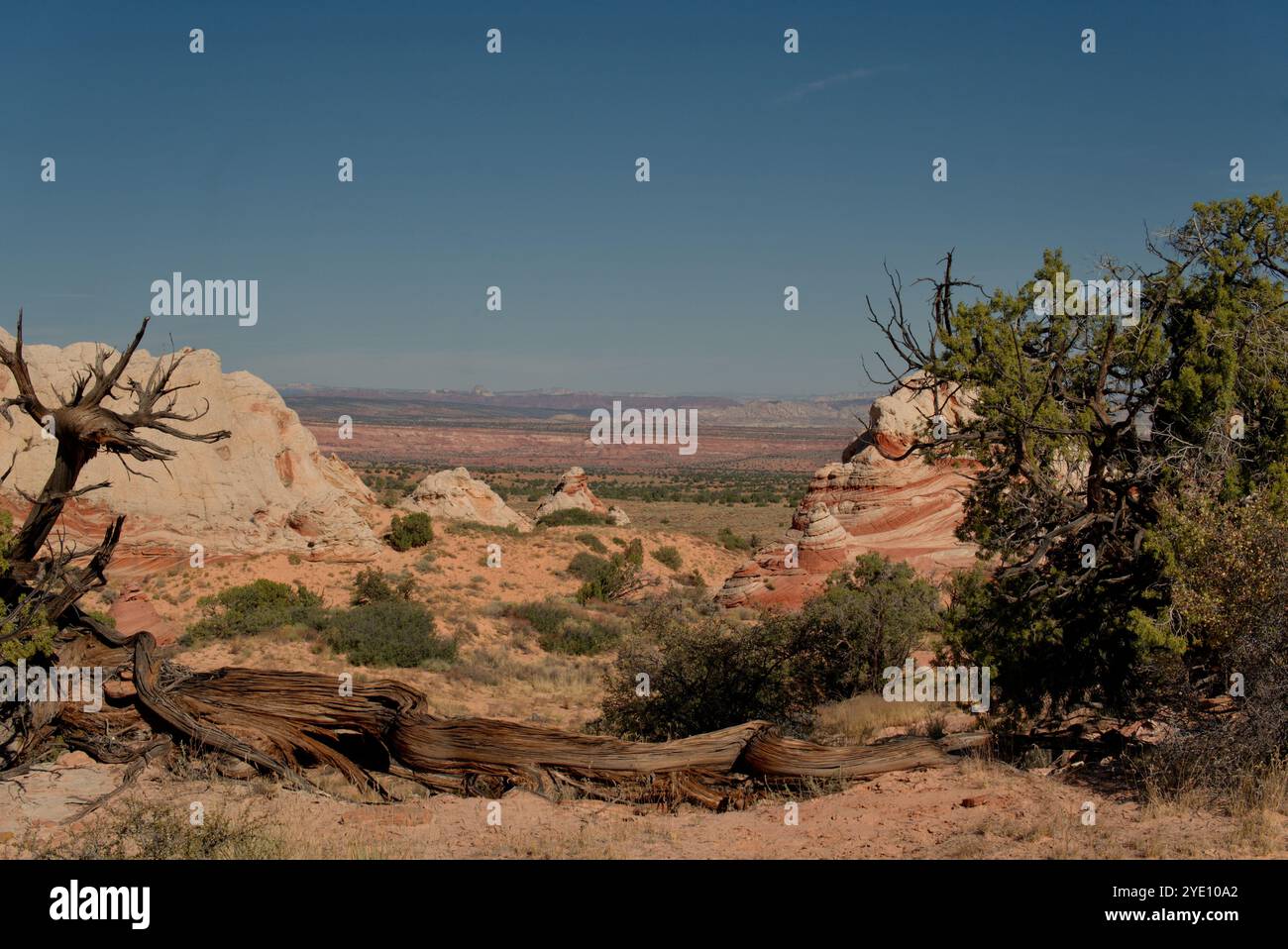 Vista delle formazioni di White Pocket Foto Stock