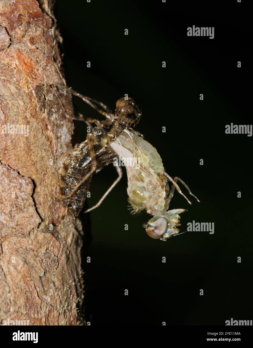 Dragonfly che emerge dall'esuberanza della ninfa di notte insetti natura Primavera. Foto Stock