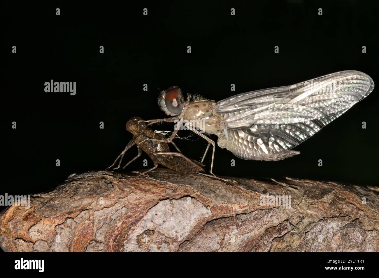 Dragonfly che emerge dall'esuberanza della ninfa di notte insetti natura Primavera. Foto Stock