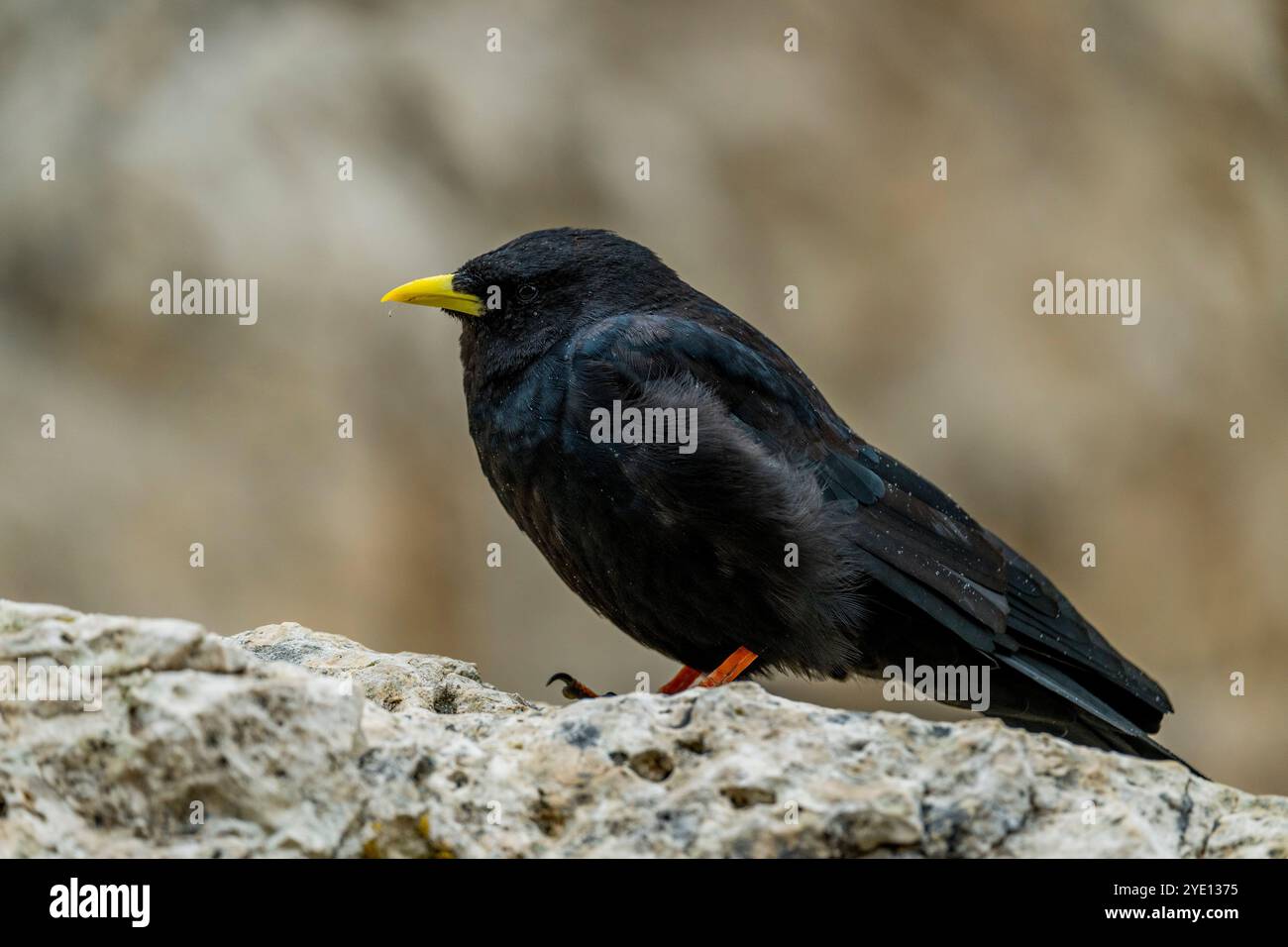Un aratro alpino (Pyrhocorax graculus) sulle rocce della forcella Sassolungo (Langkofelscharte tedesca) del monte Langkofel (Sassolungo) Foto Stock