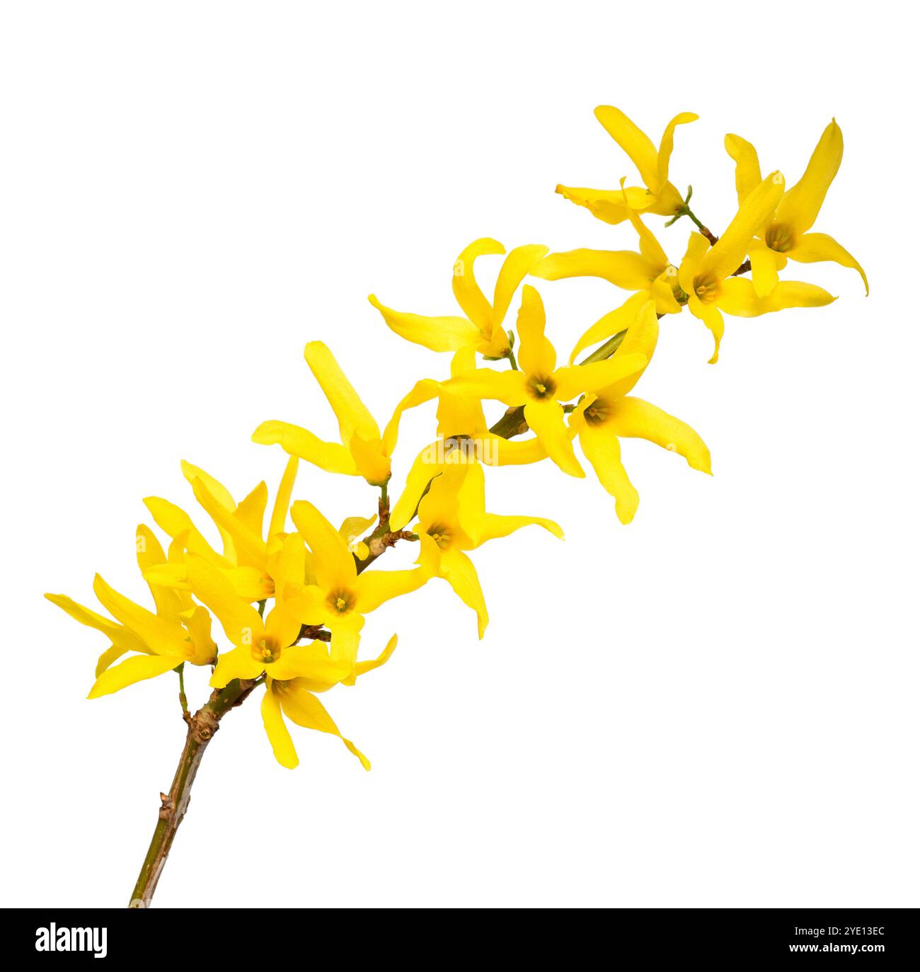 Fiori di Pasqua isolato su sfondo bianco Foto Stock