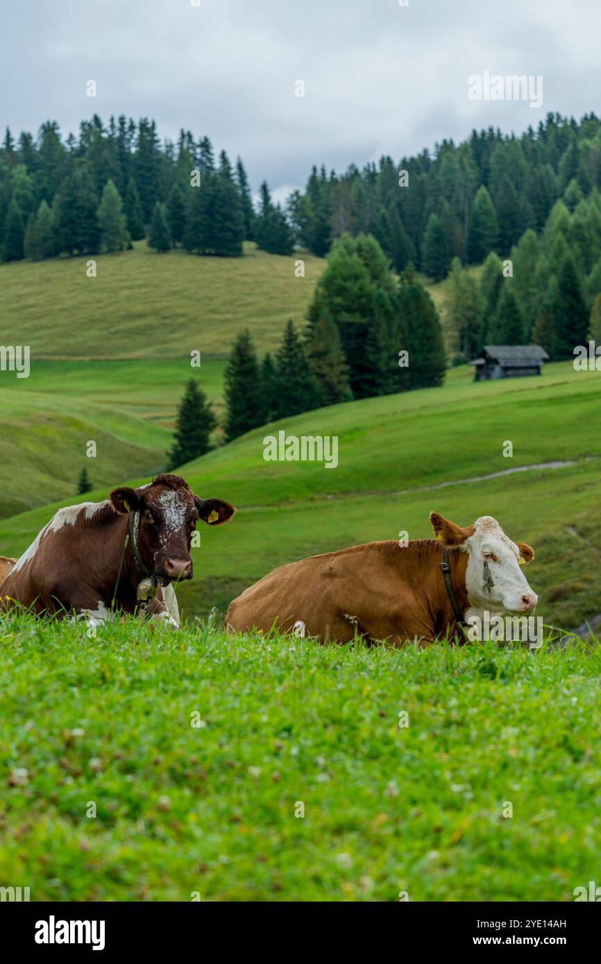 Mucche in un prato sull'Alpe di Siusi, il più grande prato alpino d'Europa, patrimonio dell'umanità dell'UNESCO sopra il Giardino della Val Foto Stock