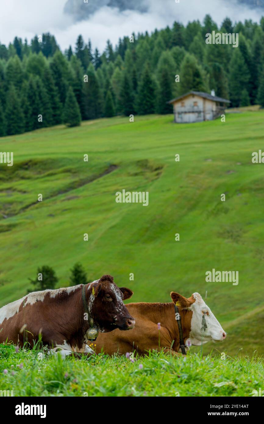 Mucche in un prato sull'Alpe di Siusi, il più grande prato alpino d'Europa, patrimonio dell'umanità dell'UNESCO sopra il Giardino della Val Foto Stock