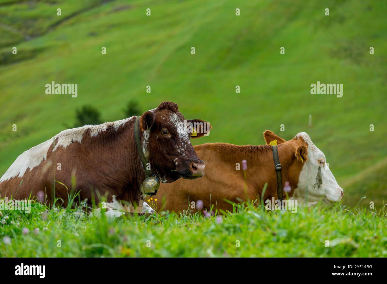 Mucche in un prato sull'Alpe di Siusi, il più grande prato alpino d'Europa, patrimonio dell'umanità dell'UNESCO sopra il Giardino della Val Foto Stock