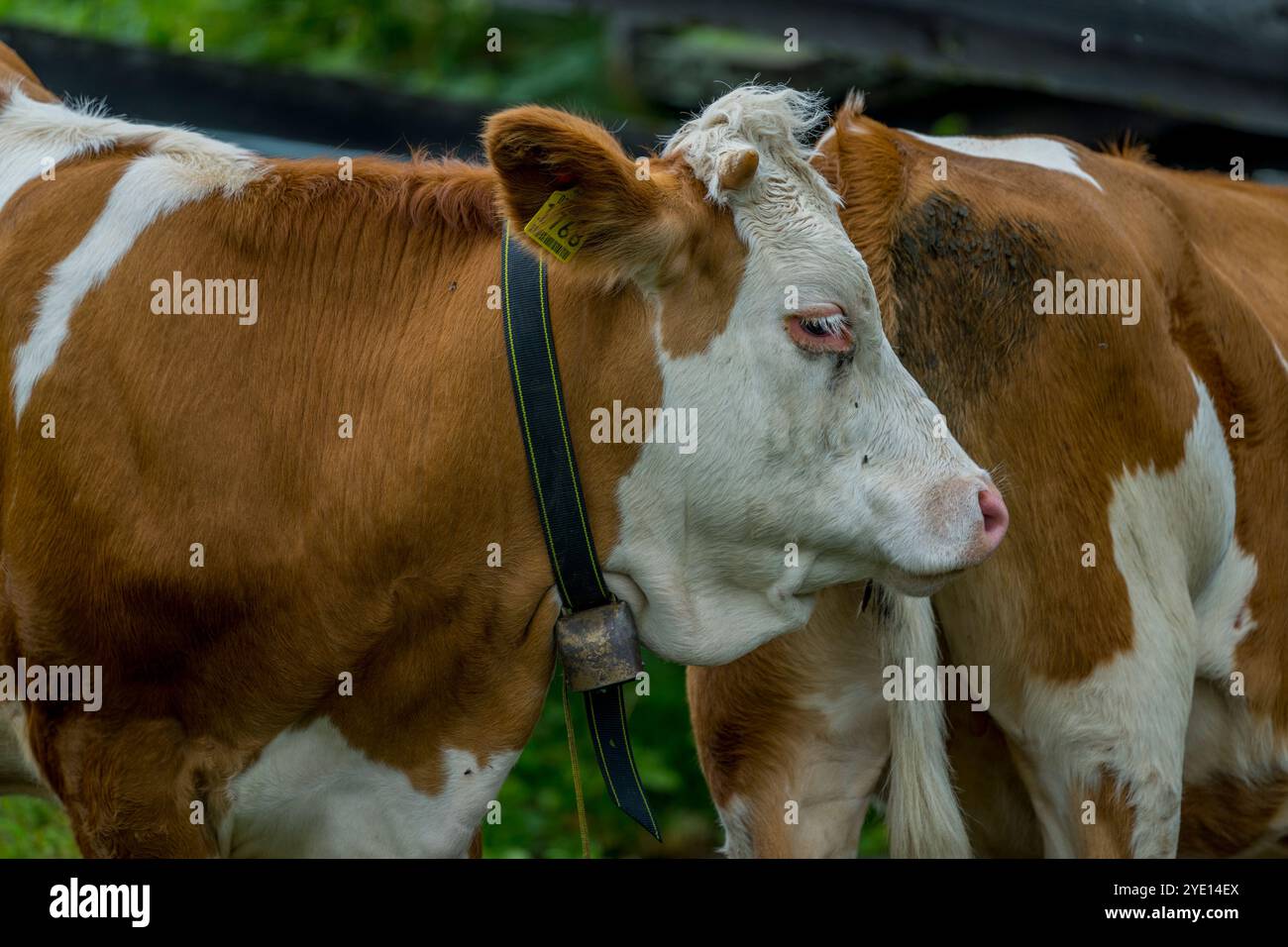 Mucche in un prato sull'Alpe di Siusi, il più grande prato alpino d'Europa, patrimonio dell'umanità dell'UNESCO sopra il Giardino della Val Foto Stock