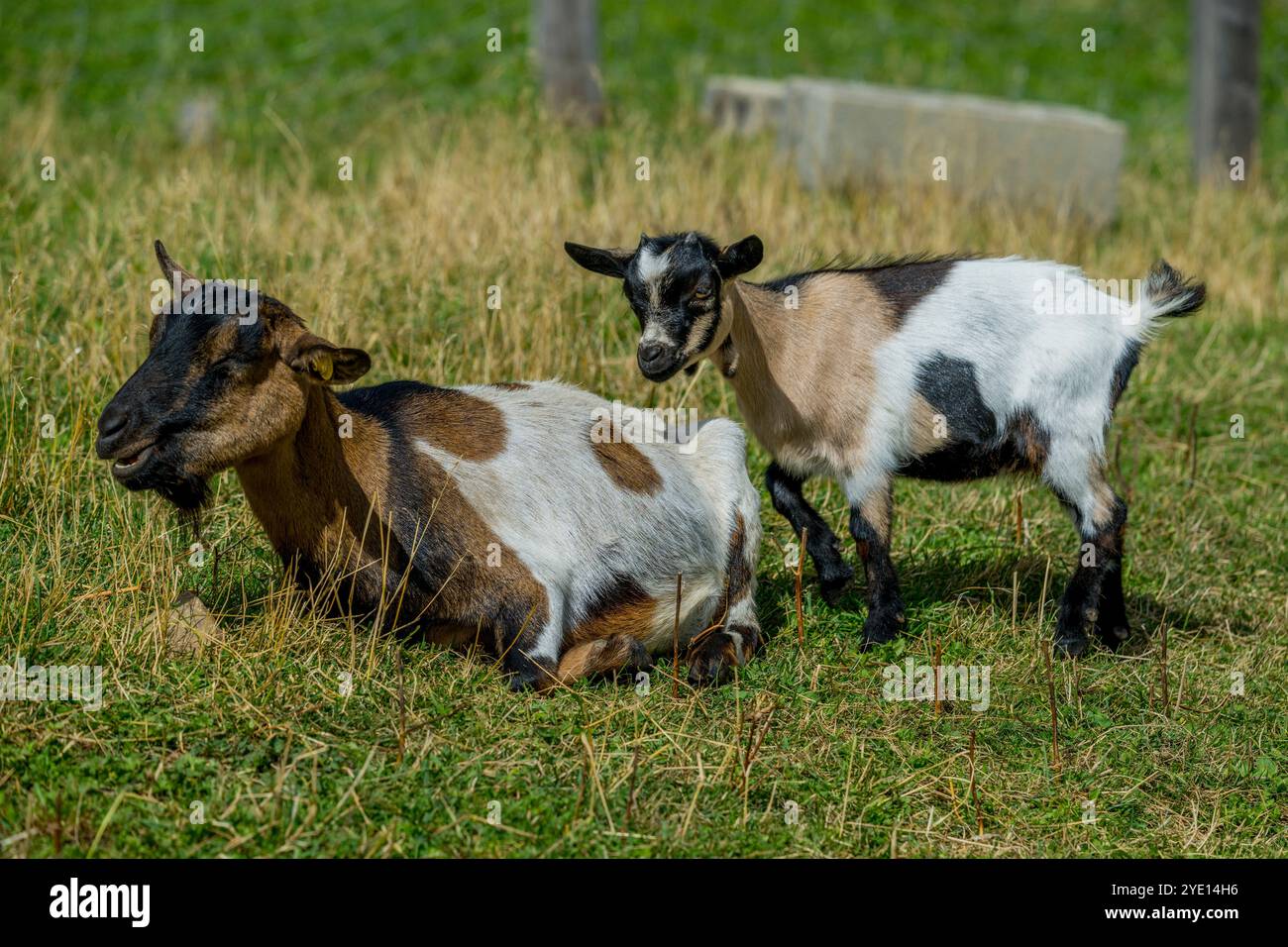 Capre in un prato sull'Alpe di Siusi, il più grande prato alpino d'Europa, patrimonio dell'umanità dell'UNESCO sopra la Val Garde Foto Stock