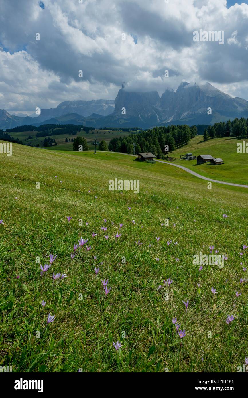 Lo zafferano dei prati alpini (Colchicum alpinum) fiorisce sull'Alpe di Siusi, il più grande prato alpino d'alta quota d'Europa, patrimonio mondiale dell'UNESCO Foto Stock