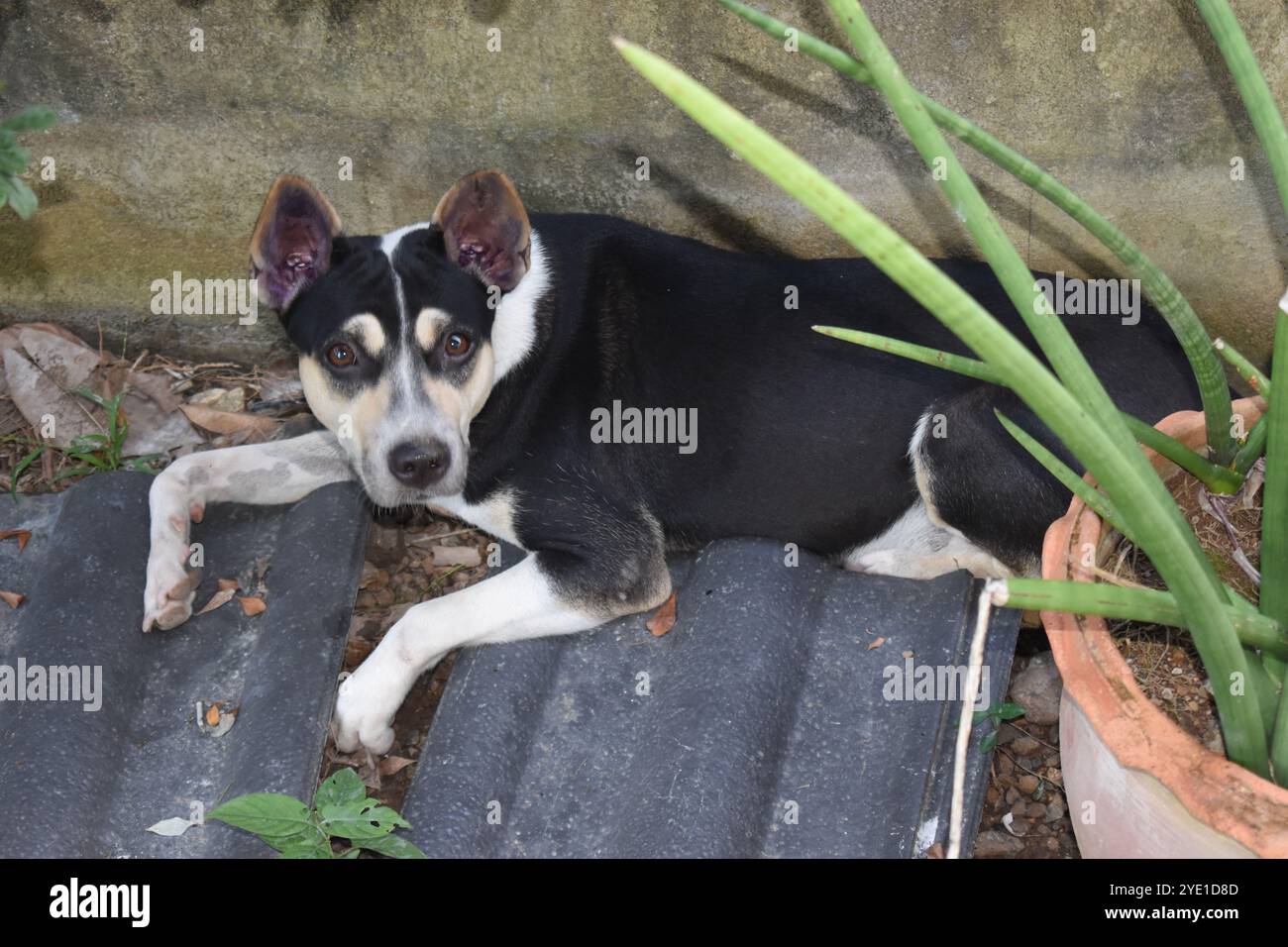 House Dog, Phrae, Thailand House Dog, Phrae, Thailandia Foto Stock