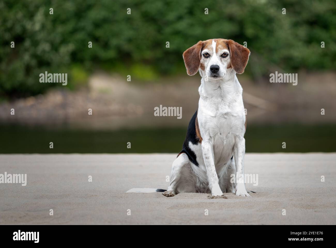Ritratto di un cane che non è purosangue, su sfondo naturale. Beagle Foto Stock