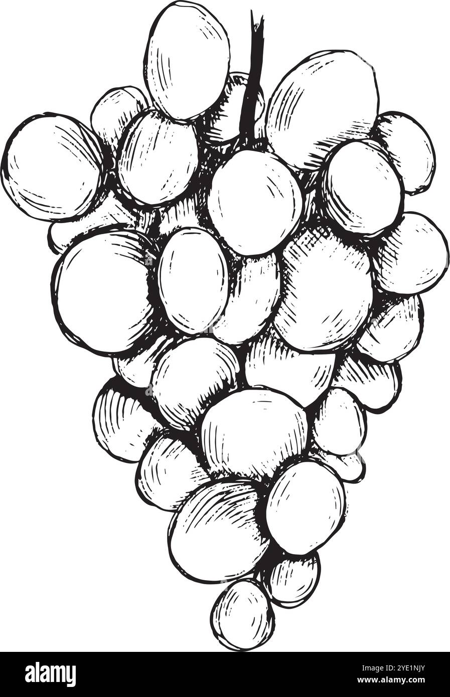 Un'illustrazione splendidamente disegnata a mano dell'uva, che rappresenta la freschezza e l'abbondanza della natura. Grafica vettoriale in bianco e nero disegnata a mano in line art per materiali stampati, interni e altro ancora. Illustrazione Vettoriale