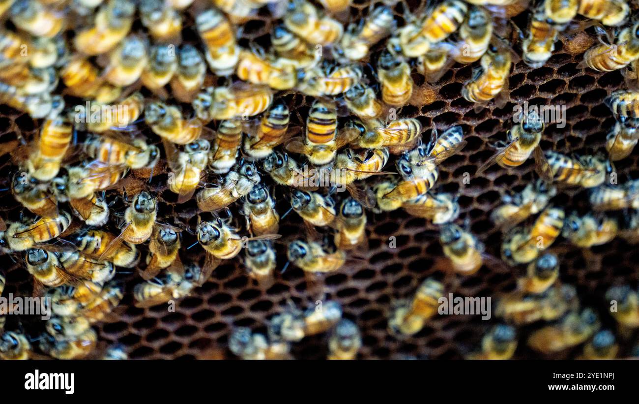 Un gruppo di api mellifere nel loro alveare. Lavorano per raccogliere il nettare come riserva alimentare. Foto Stock