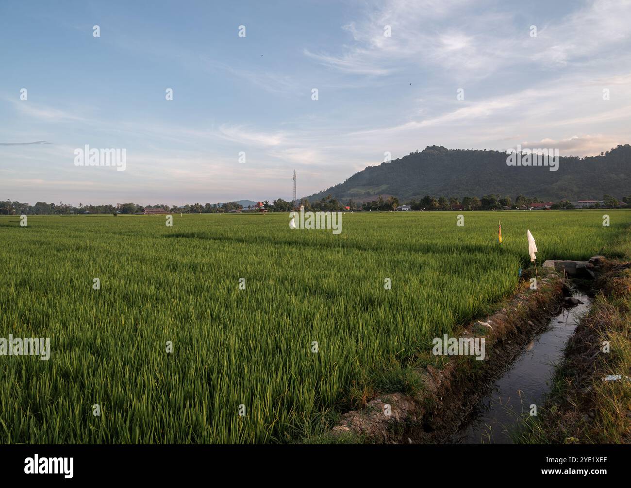 Campi di riso e fossati che funzionano per incanalare l'acqua ai campi di riso. un sistema di irrigazione per risaie Foto Stock