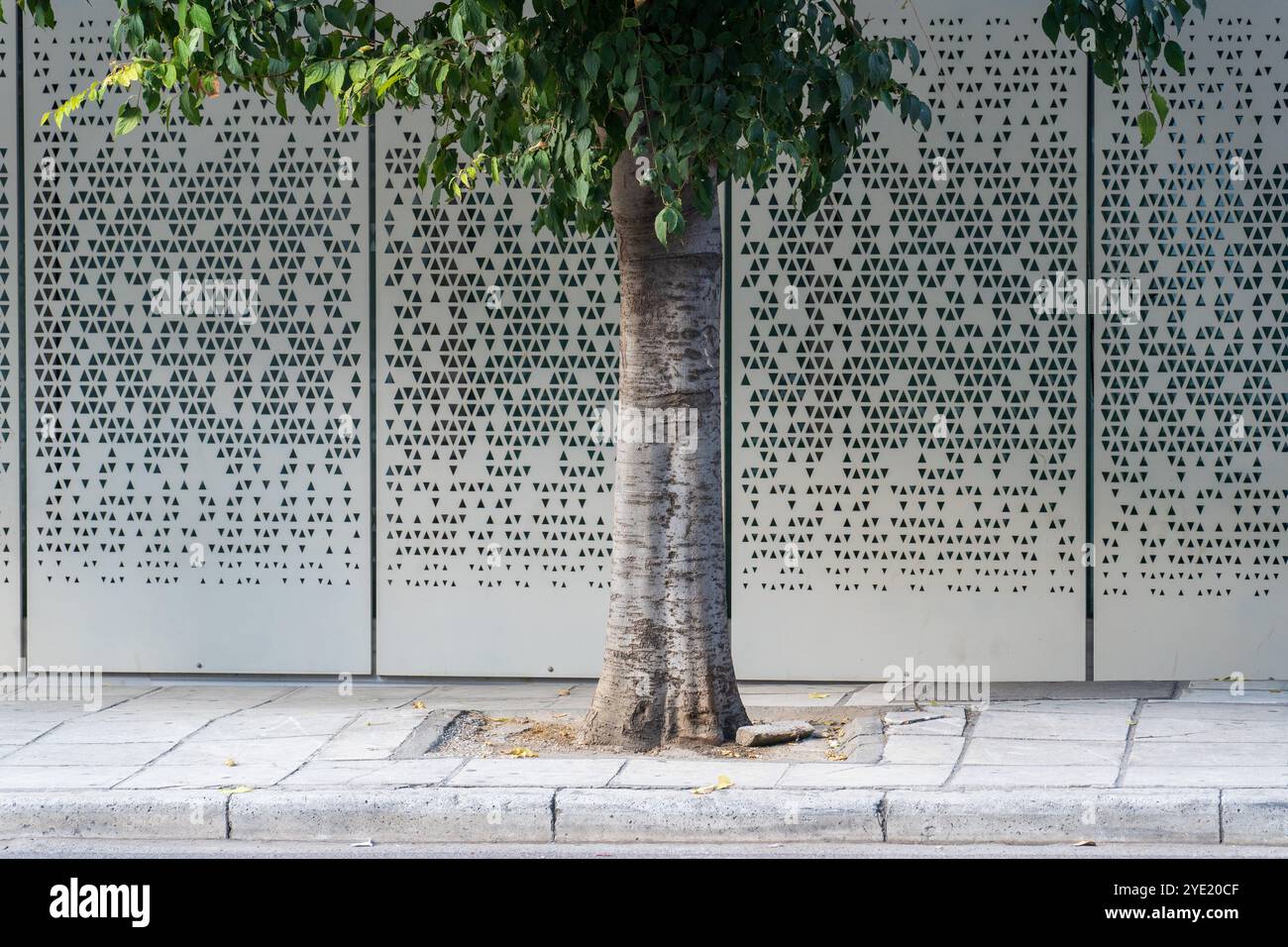Urban Green: Albero con foglie lungo il marciapiede contro il muro grigio e bianco Foto Stock