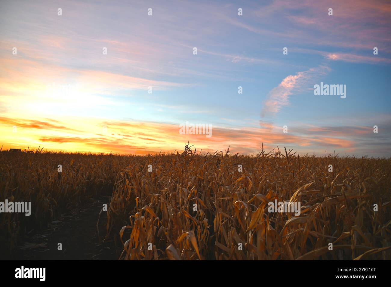 Campo di grano prateria in autunno...tramonto e cielo. Foto Stock