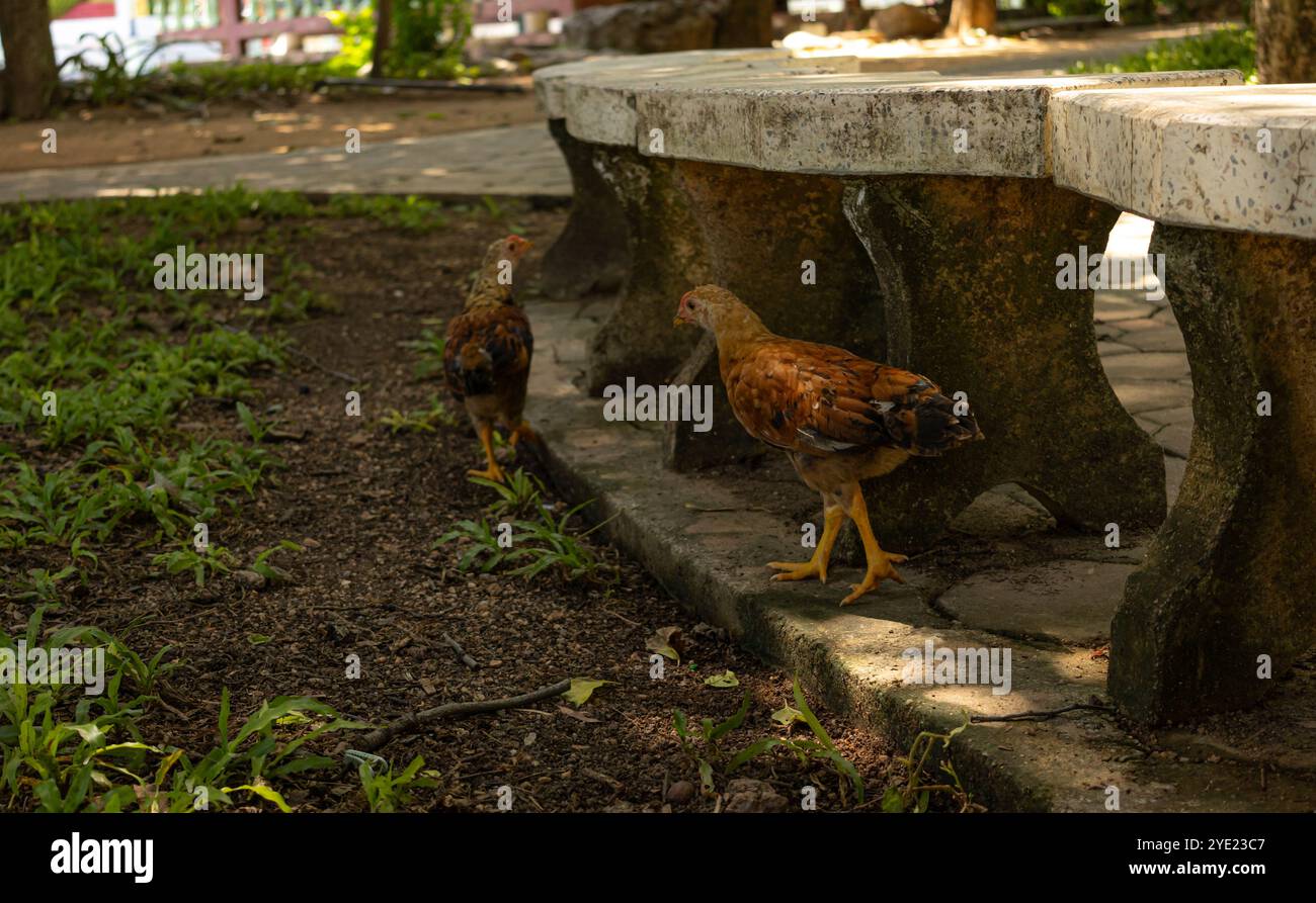Le galline sono galline ovaiole in casa. Red Hen nel cortile. Primo piano Ritratto di pollo. Foto Foto Stock