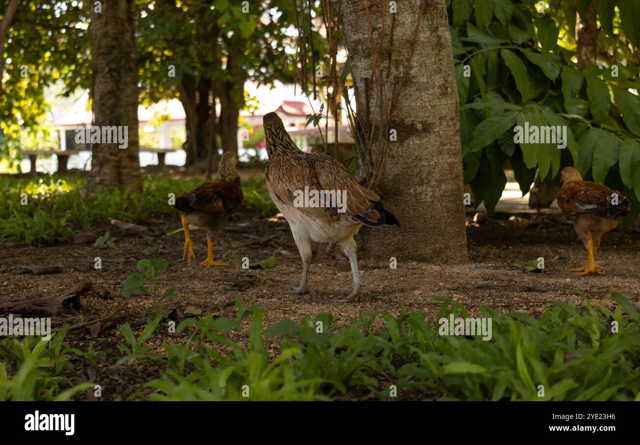 Le galline sono galline ovaiole in casa. Red Hen nel cortile. Primo piano Ritratto di pollo. Foto Foto Stock