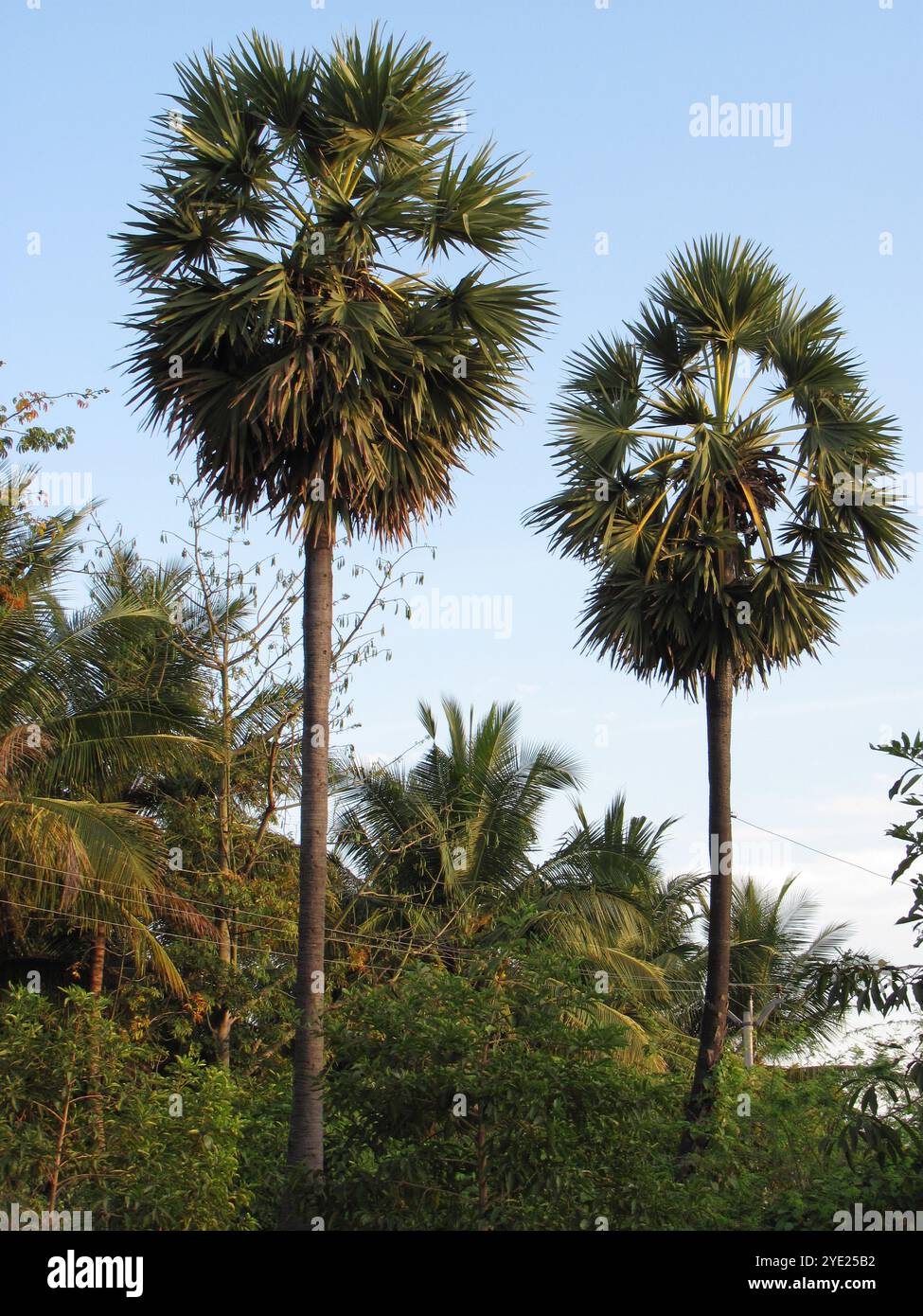due di borassus flabellifer sul lato della strada Foto Stock