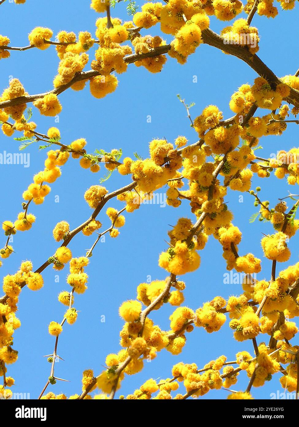 Fiori d'acacia Foto Stock