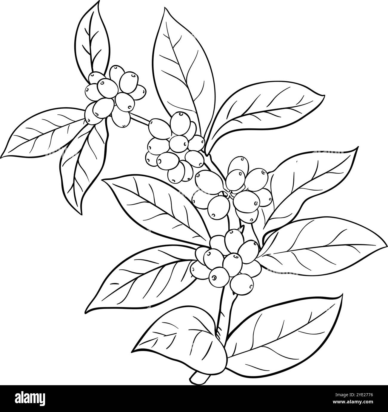 Illustrazione della sezione del caffè con bacche. Illustrazione Vettoriale