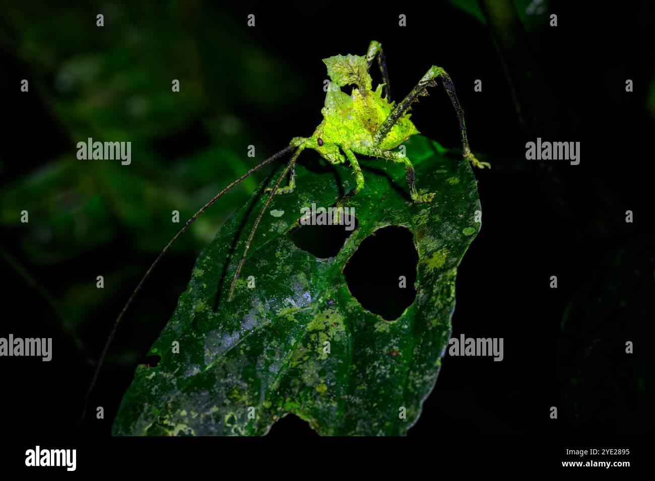Una foglia eccezionalmente ben mimetizzata che imita il katydid (Typophyllum sp), somiglia a una foglia masticata, la Costa Rica. Foto Stock