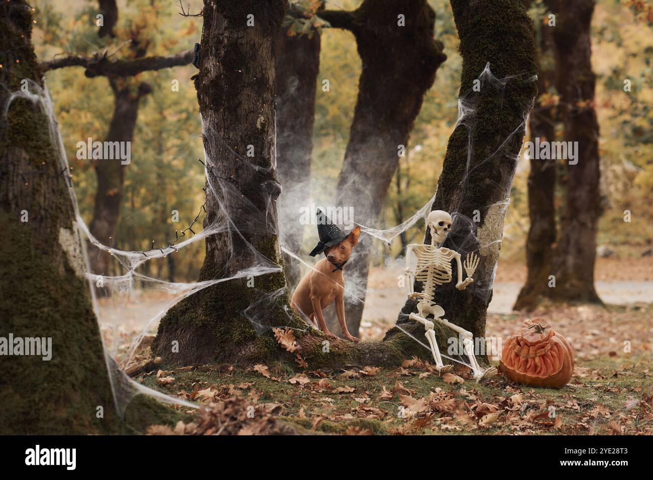 Un American Hairless Terrier si siede con un cappello da strega accanto a una zucca scolpita in una foresta spaventosa. Le decorazioni di Halloween creano un'atmosfera festosa e inquietante Foto Stock