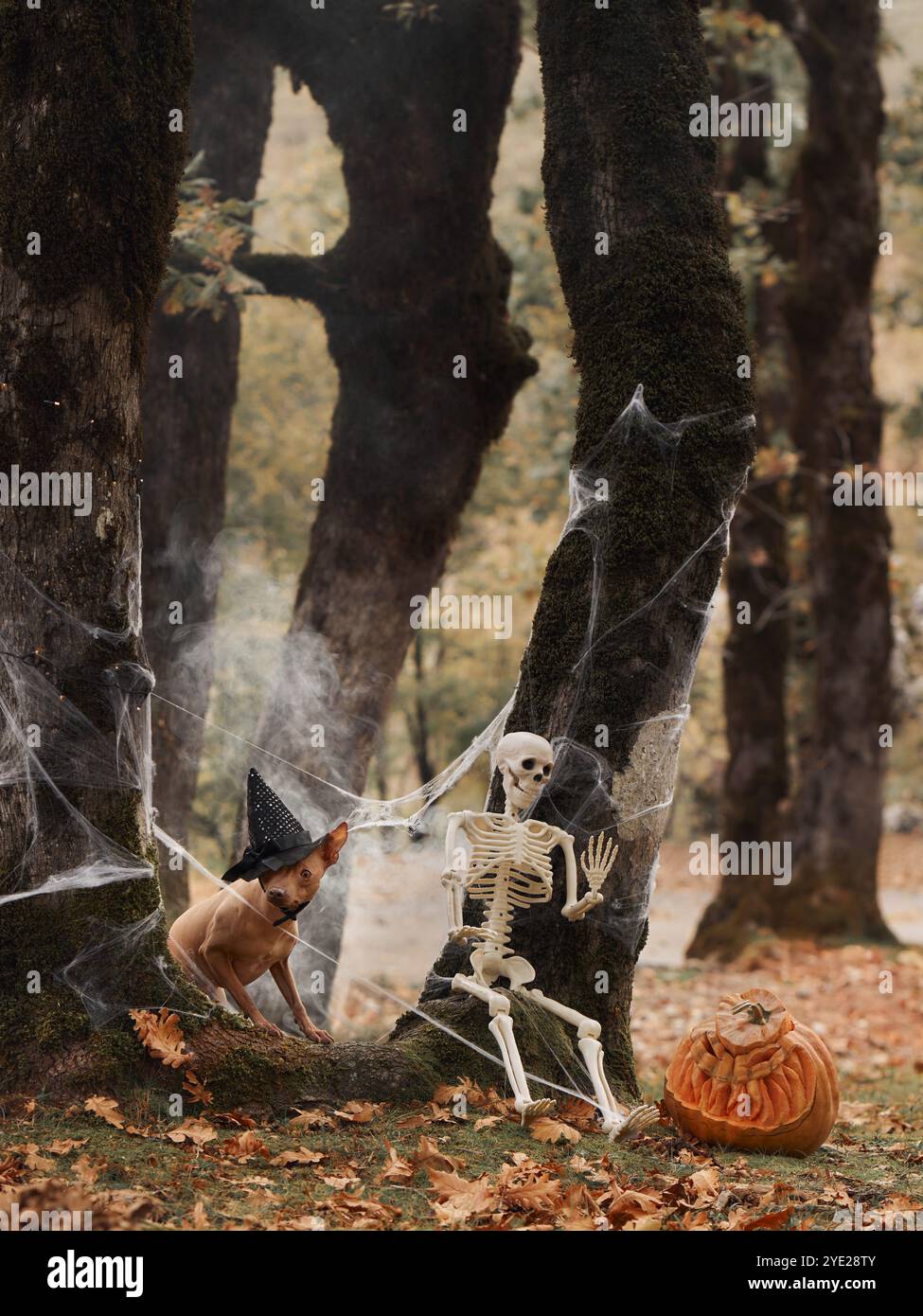 Un American Hairless Terrier si siede con un cappello da strega accanto a una zucca scolpita in una foresta spaventosa. Le decorazioni di Halloween creano un'atmosfera festosa e inquietante Foto Stock