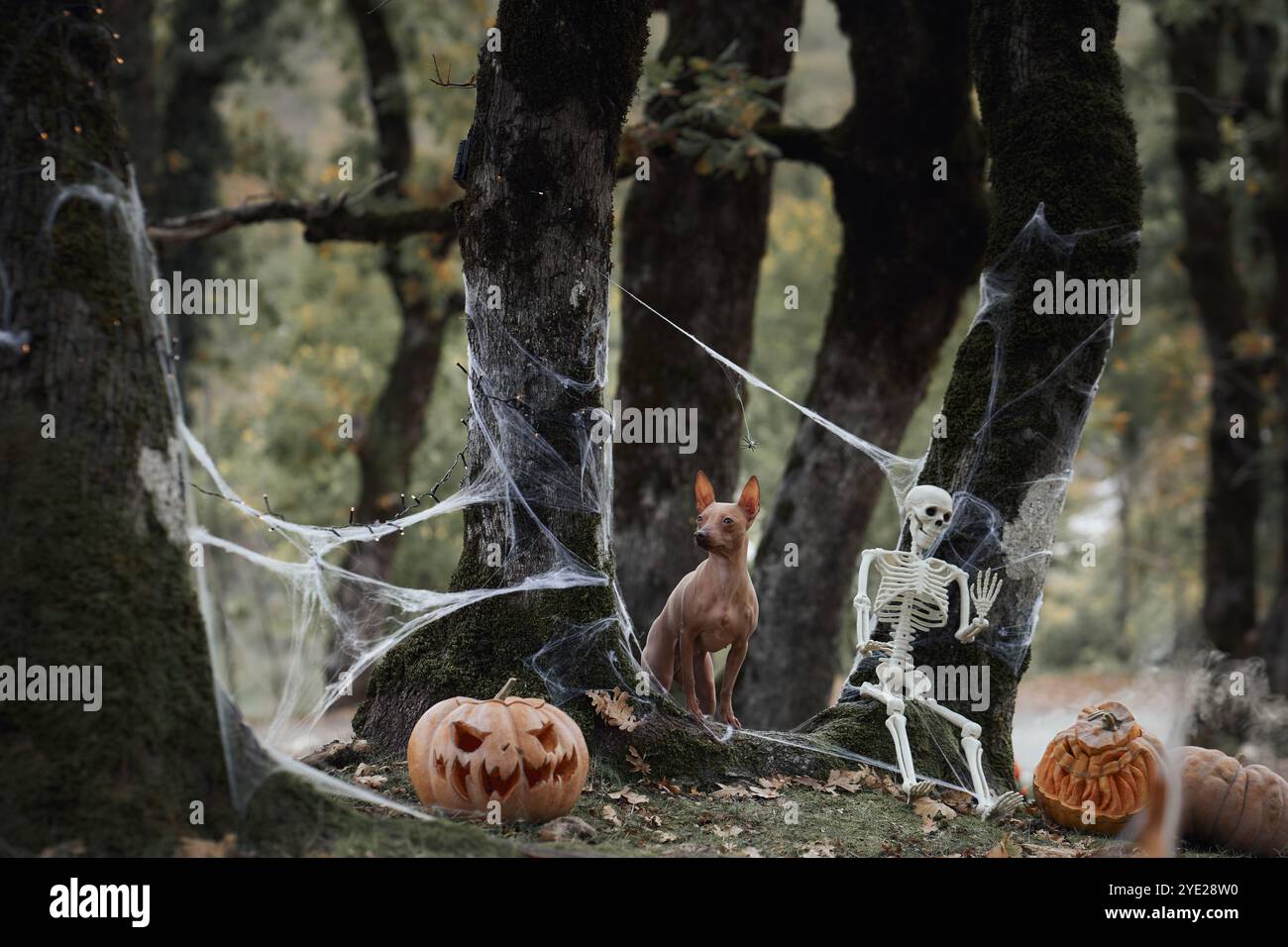 Un American Hairless Terrier si siede con un cappello da strega accanto a una zucca scolpita in una foresta spaventosa. Le decorazioni di Halloween creano un'atmosfera festosa e inquietante Foto Stock