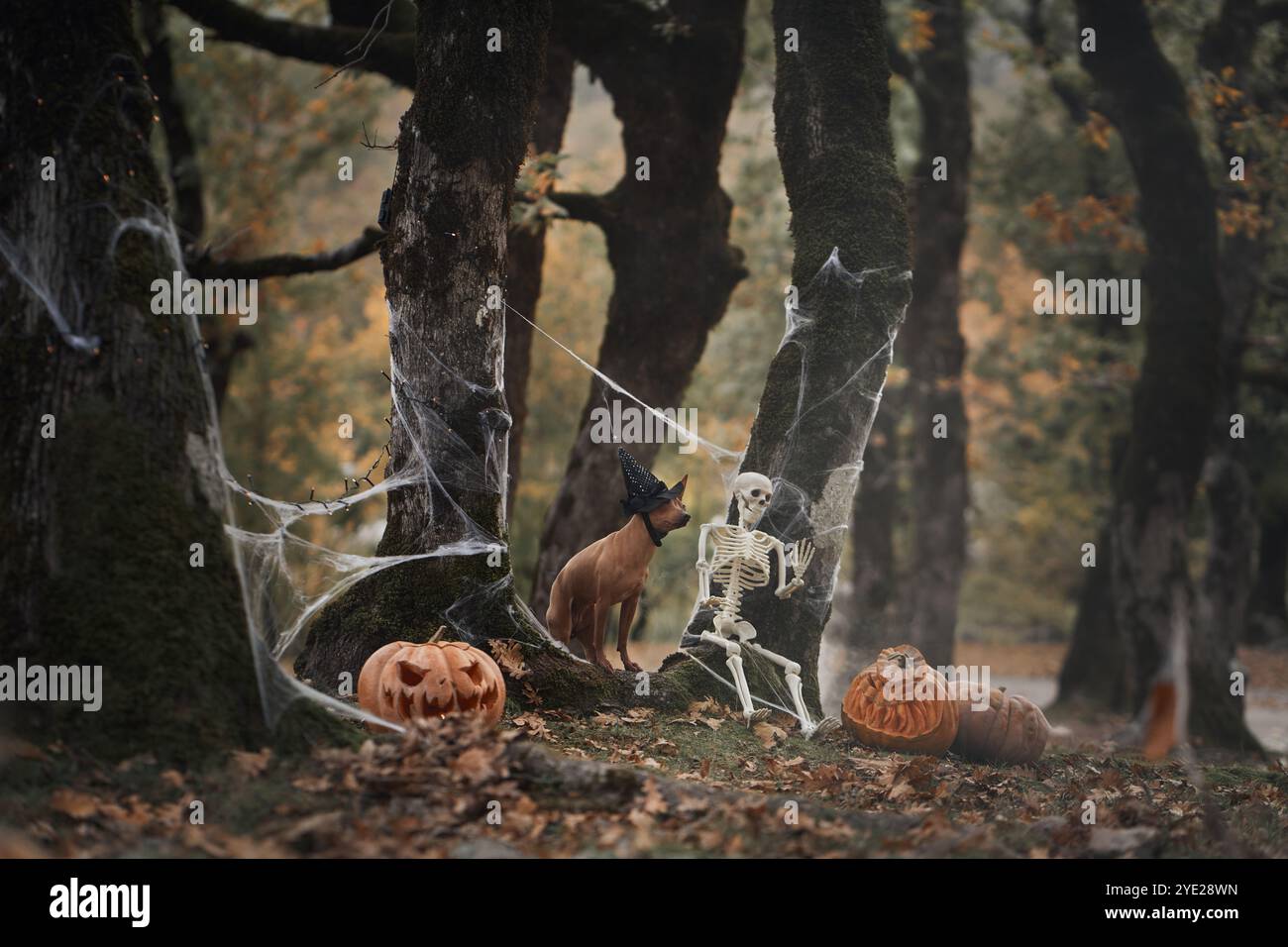 Un American Hairless Terrier si siede con un cappello da strega accanto a una zucca scolpita in una foresta spaventosa. Le decorazioni di Halloween creano un'atmosfera festosa e inquietante Foto Stock