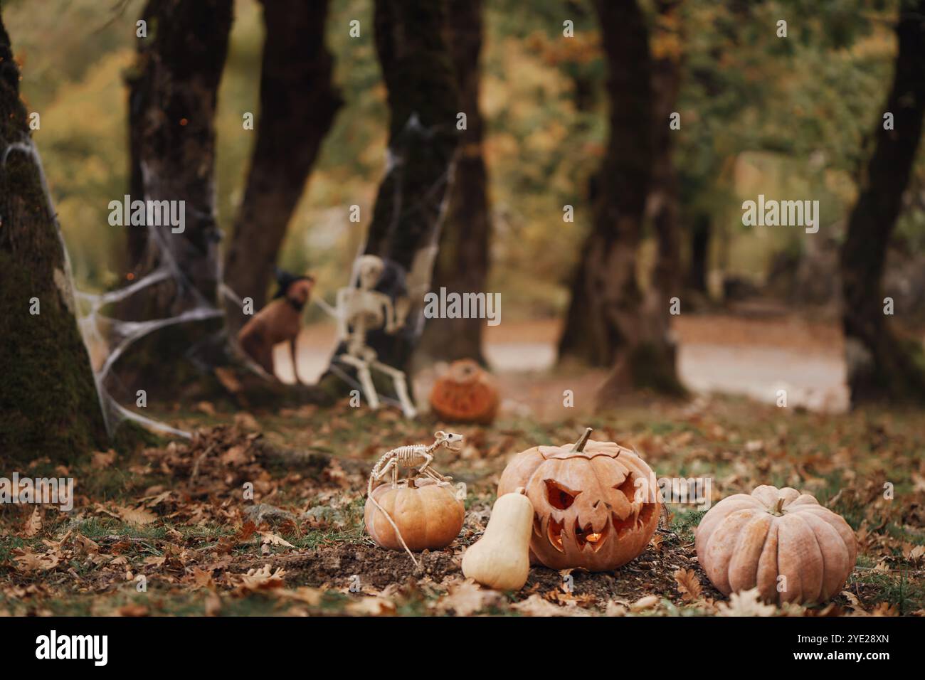 Un American Hairless Terrier si siede con un cappello da strega accanto a una zucca scolpita in una foresta spaventosa. Le decorazioni di Halloween creano un'atmosfera festosa e inquietante Foto Stock