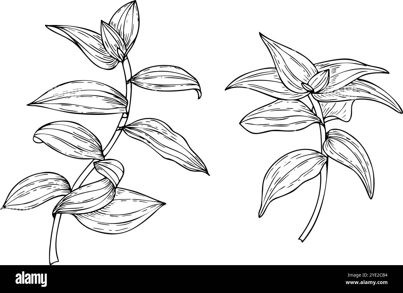 Tradescantia grafica in bianco e nero con illustrazione isolata del vettore delle foglie. Spiderwort tropicale creeper House pianta sketch. Due rami Illustrazione Vettoriale