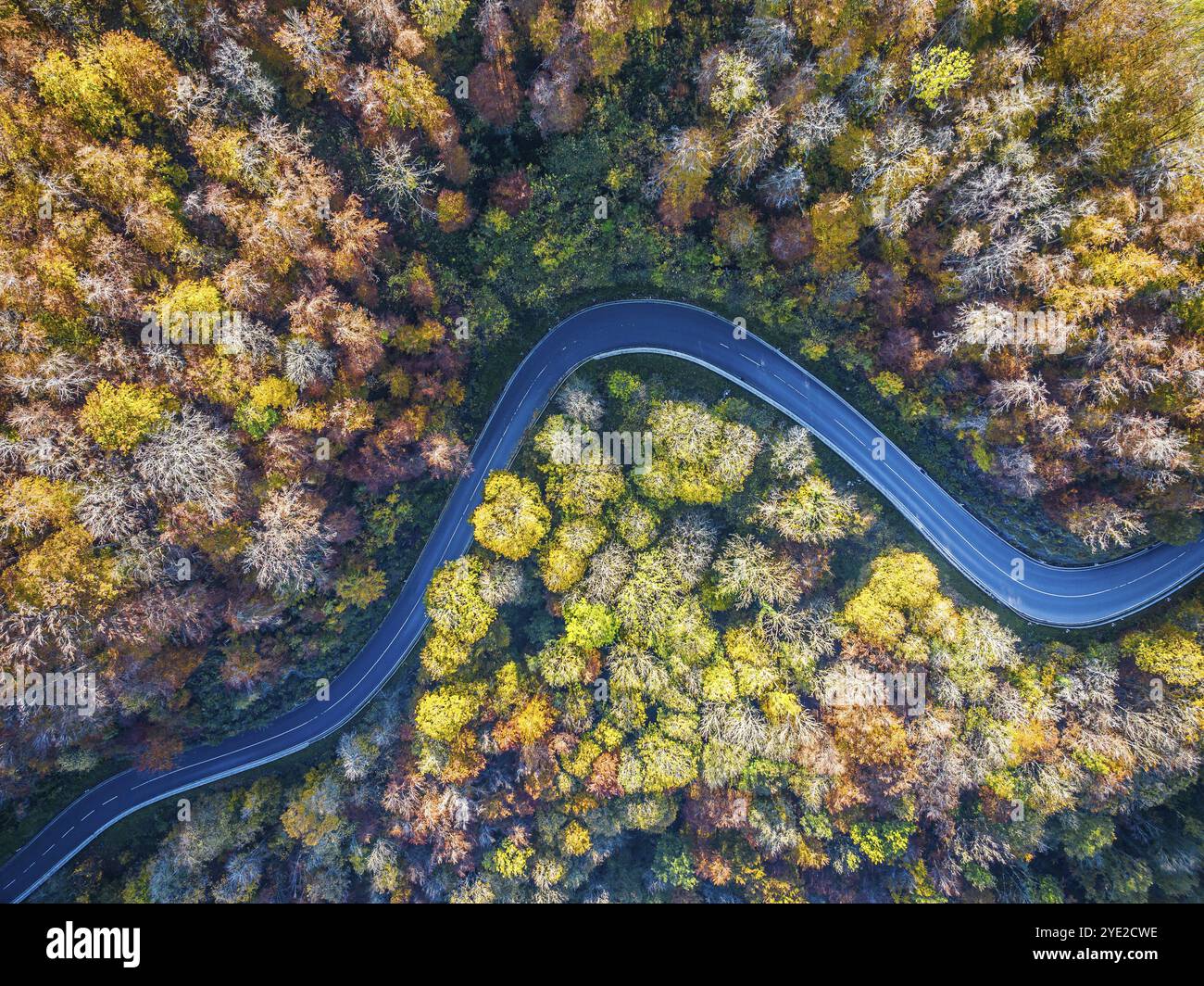 Tortuosa strada di campagna attraverso una foresta con alberi di colore autunnale, albe sveva in autunno. Vista aerea. Lenningen, Baden-Wuerttemberg, Germania, Europa Foto Stock