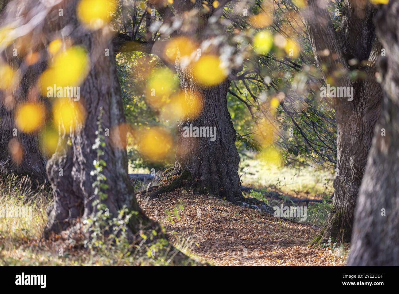 Autunno in alb. Svevo. Alberi con foglie autunnali colorate, paesaggio sul Teckberg vicino Owen, Baden-Wuerttemberg, Germania, Europa Foto Stock