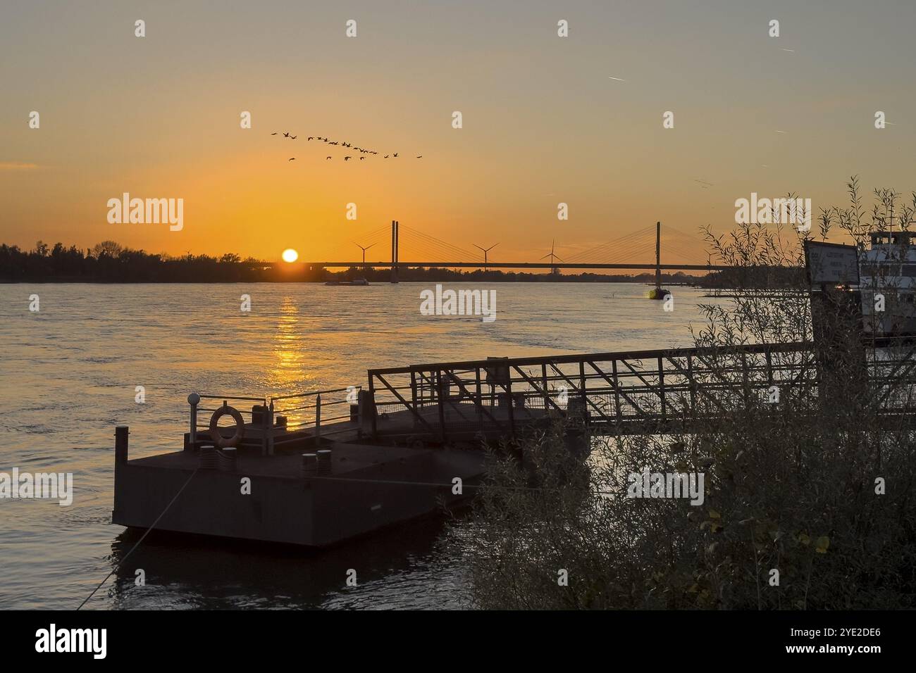 Tramonto sul fiume Reno basso Reno, nel molo in primo piano con ponte sulla riva, nel cielo oche selvatiche artiche (Anser), sullo sfondo bri Foto Stock