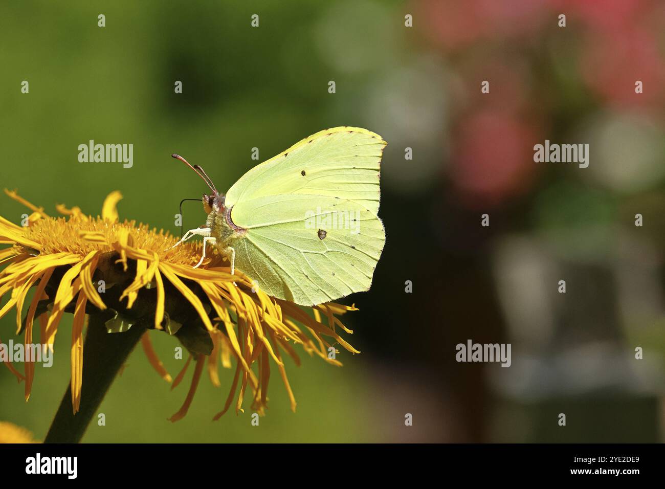 Farfalla di limone (Gonepteryx rhamny) su un fiore giallo di una grande Telekie (Telekia speciosa), Wilnsdorf, Renania settentrionale-Vestfalia, Germania, Europa Foto Stock