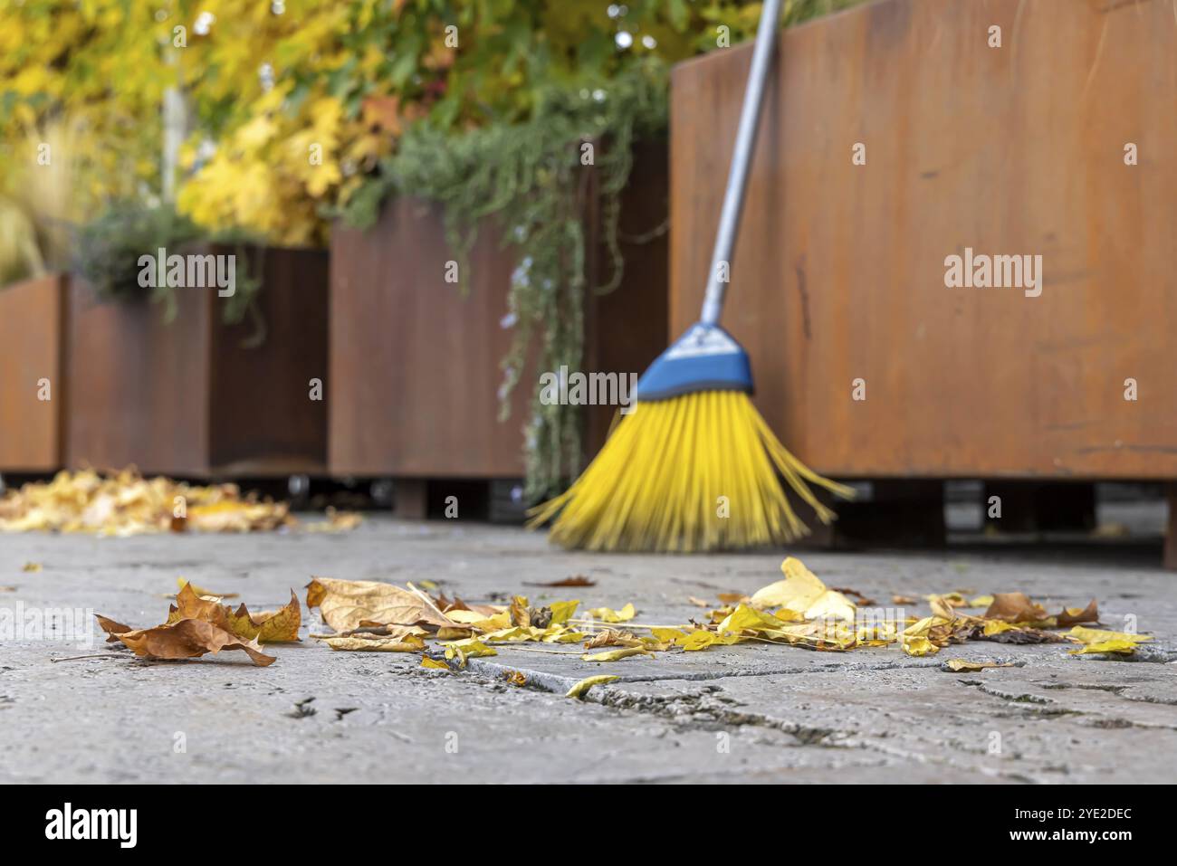 Le foglie cadono dagli alberi. L'autunno è il momento per le spazzatrici di spazzare via le foglie dal marciapiede. Settimana travolgente a Stoccarda, Baden-Wuerttemberg Foto Stock