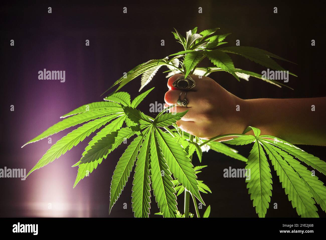 Foto ravvicinata di una pianta di marijuana illuminata dal basso, con una luce brillante sullo sfondo. Anello donna coperto mano afferrando la parte superiore della cannabis sana PL Foto Stock