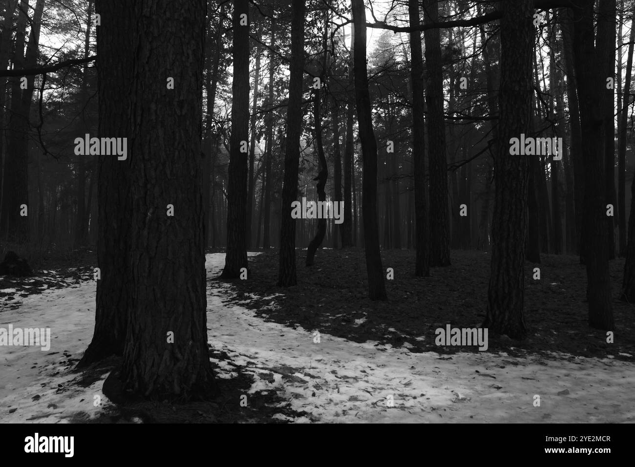 Strada ghiacciata nel bosco scuro, suggestiva foresta Black Metal, boschi spaventosi, atmosfera horror Foto Stock