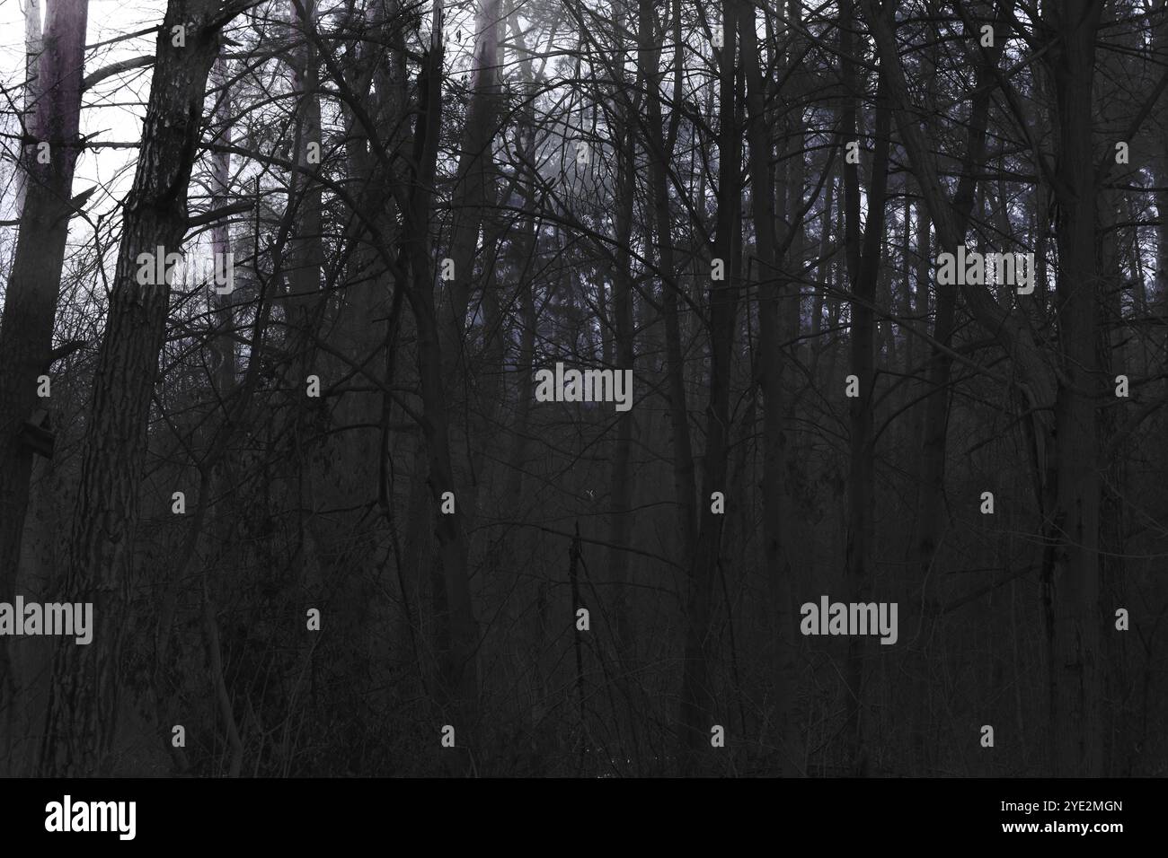 Fantastica foresta nebbiosa, suggestiva foresta Black Metal, foresta nebbiosa scuro spettrale, atmosfera horror Foto Stock