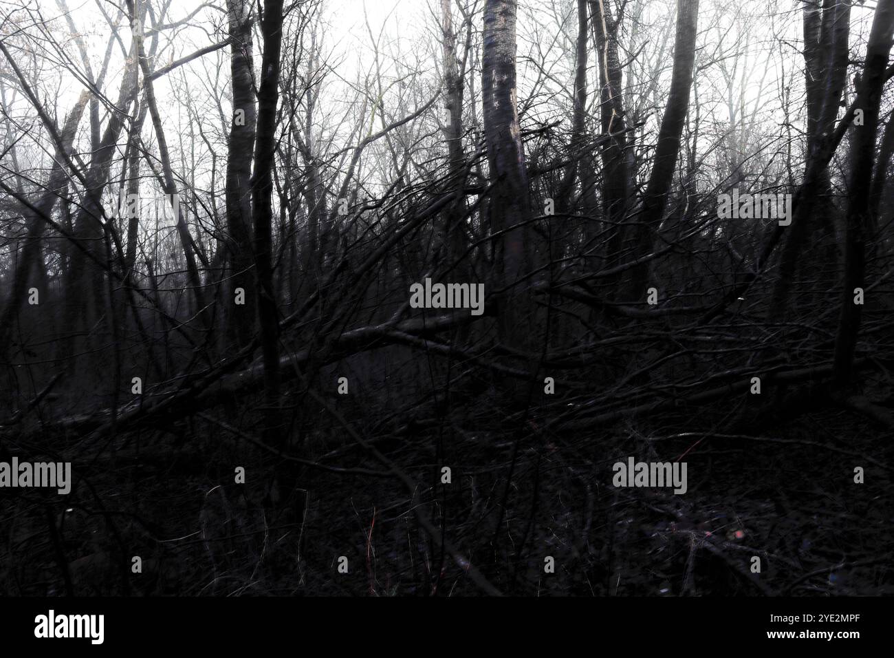 Bosco surrealistico, foresta Black Metal suggestiva, foresta oscura e spettrale, atmosfera horror, colori fantastici Foto Stock