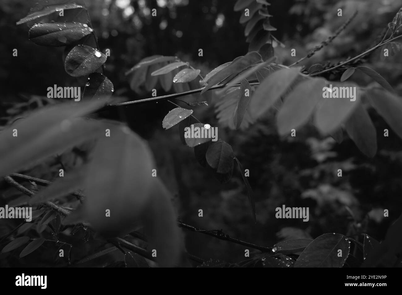 Bosco surrealistico, foresta Black Metal suggestiva, foresta oscura e spettrale, atmosfera horror, colori fantastici Foto Stock