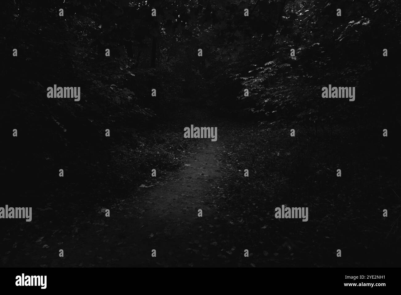 Road to the Darkness, la suggestiva foresta Black Metal, la foresta oscura e spettrale, l'atmosfera dell'orrore, i colori fantastici Foto Stock