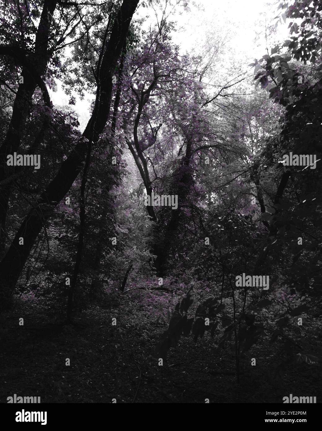 Bosco surrealistico, foresta Black Metal suggestiva, foresta oscura e spettrale, atmosfera horror, colori fantastici Foto Stock