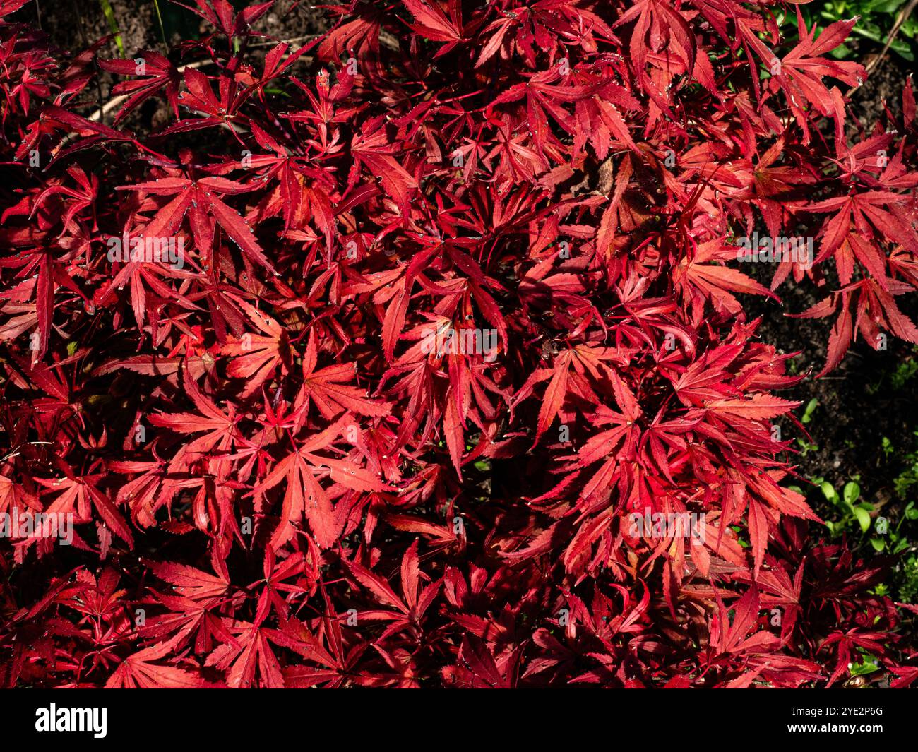 Primo piano del fogliame autunnale rosso dell'acero giapponese Acer palmatum "Shaina" Foto Stock