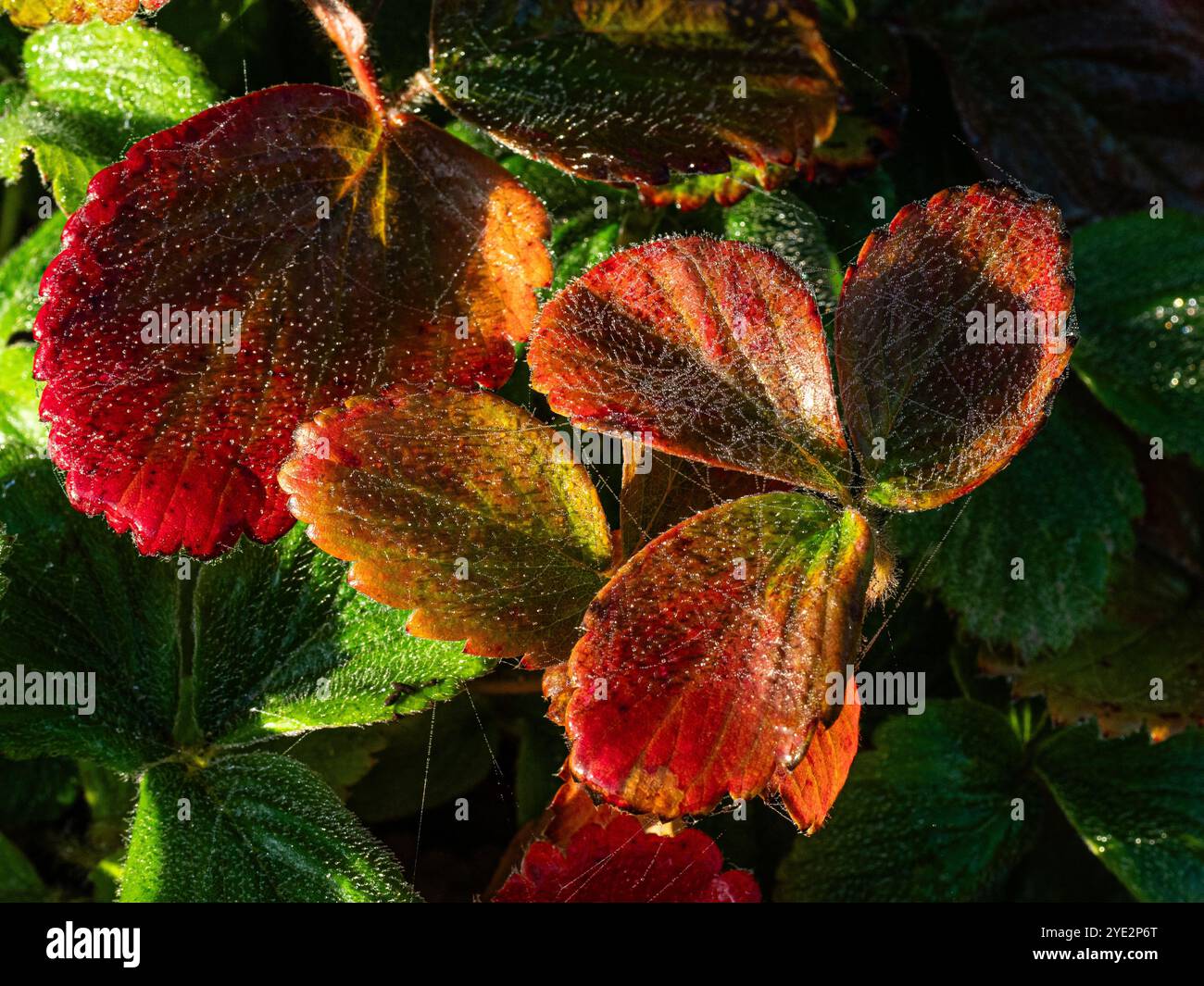 Il colore autunnale rosso brillante delle foglie di fragola Foto Stock